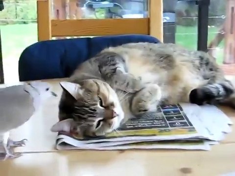 Голубь будит кота! Мир сошел с ума)))