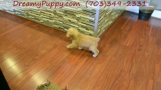 Dreamy Puppy Cockapoo Boy! - Much More Than Cute Puppies