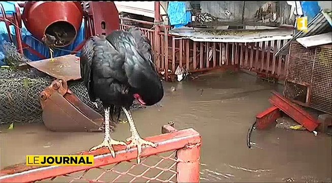 les fortes pluies provoquent inondations dégâts et accidents