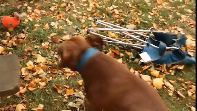 Découvrez ce qui se produit lorsque deux anciens chiens de combat se rencontrent pour la première fois !