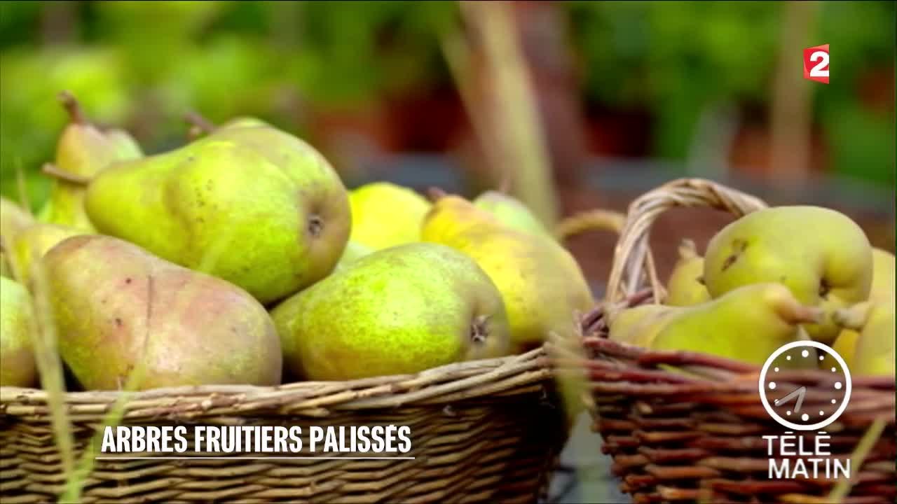 Jardin - Arbres fruitiers palissés - 2016/02/26