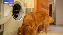 Domesticated animal to another level! Clever dog does laundry