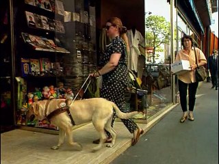 Le Labrador Retriever