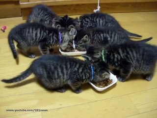 прикол Хор котят  Chorus kittens юмор и развлечения