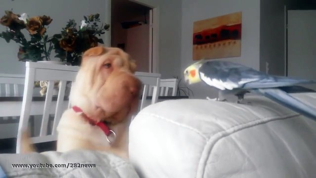 прикол Шарпей и попугай Sharpei vs Parrot юмор и развлечения