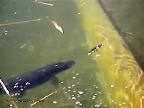 прикол Щука атакует Pike attack юмор и развлечения