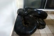 Huge Anaconda He Found In His Kitchen & he is trying to touch it