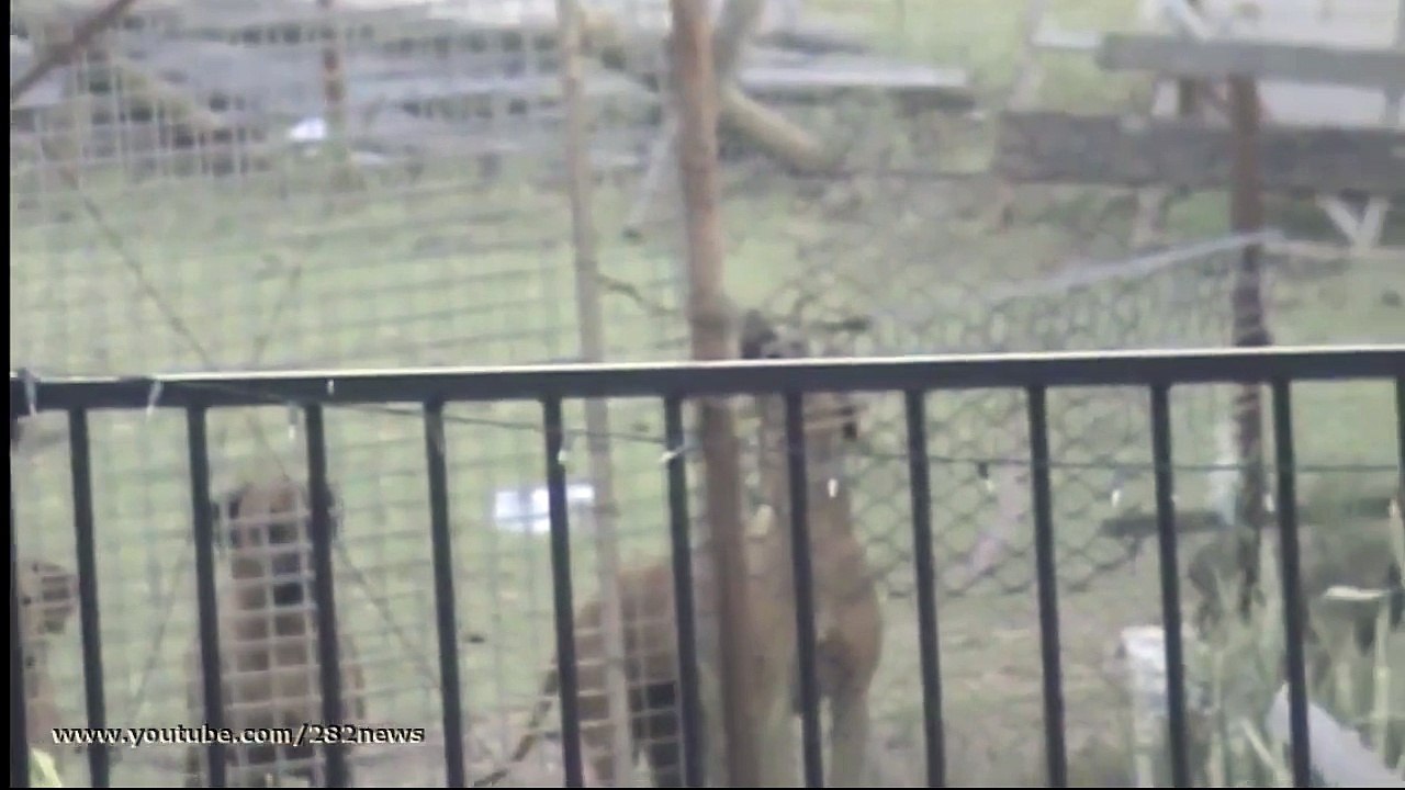 прикол Удивительный пес  Amazing dog юмор и развлечения