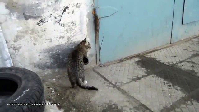 прикол Умнейший котяра Clever cat юмор и развлечения