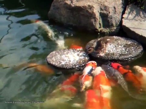 прикол Утенок кормит рыбу Baby duck feed the fish юмор и развлечения
