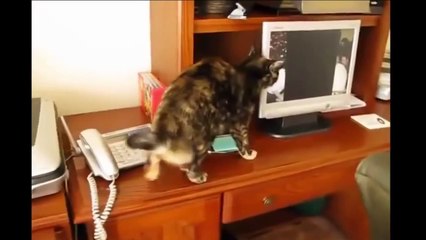 Funny Videos - Funny Cats - Funny Animals - Funny Dogs - Funny Cats Compilation