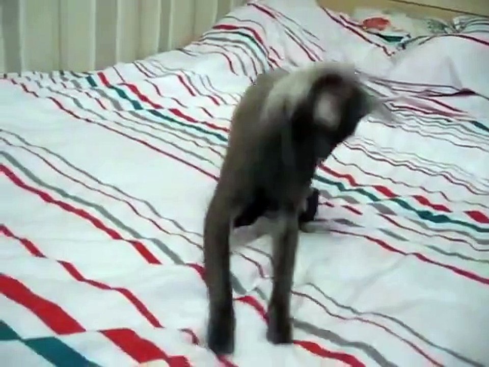 Прикол с котом ржака смешное видео я смеялся. Ржака 2016