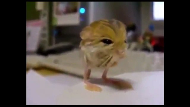 Что это за зверь Неизвестный зверёк