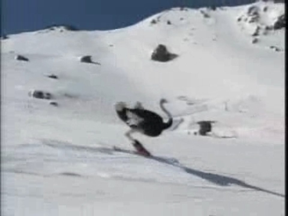 l'otruche en action