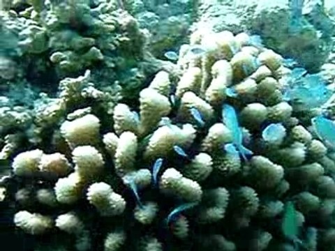 07_05_11 corail et poissons