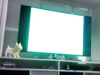 Opening to SpongeBob SquarePants WhoBob WhatPants 2009 DVD