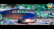 Giant Cobra attack Elephant King Cobra attack new snake videos latest animels videos upcoming videos HD animels videos top animels videos