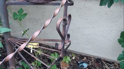 STRANGE BUG in the Garden - Possible American Snout Butterfly