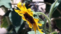Thread-waisted WASP visits our sunflowers - Ammophila wasp