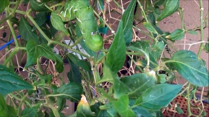 TOMATO HORNWORM eating my pepper plant