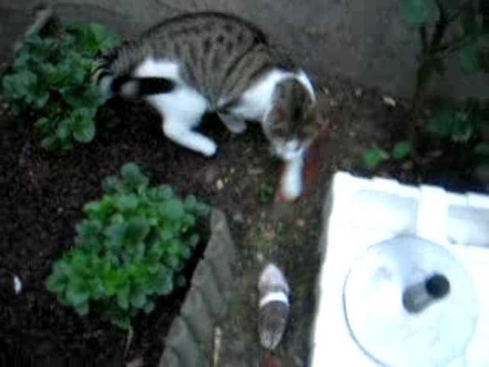 Mon chat, ce chasseur