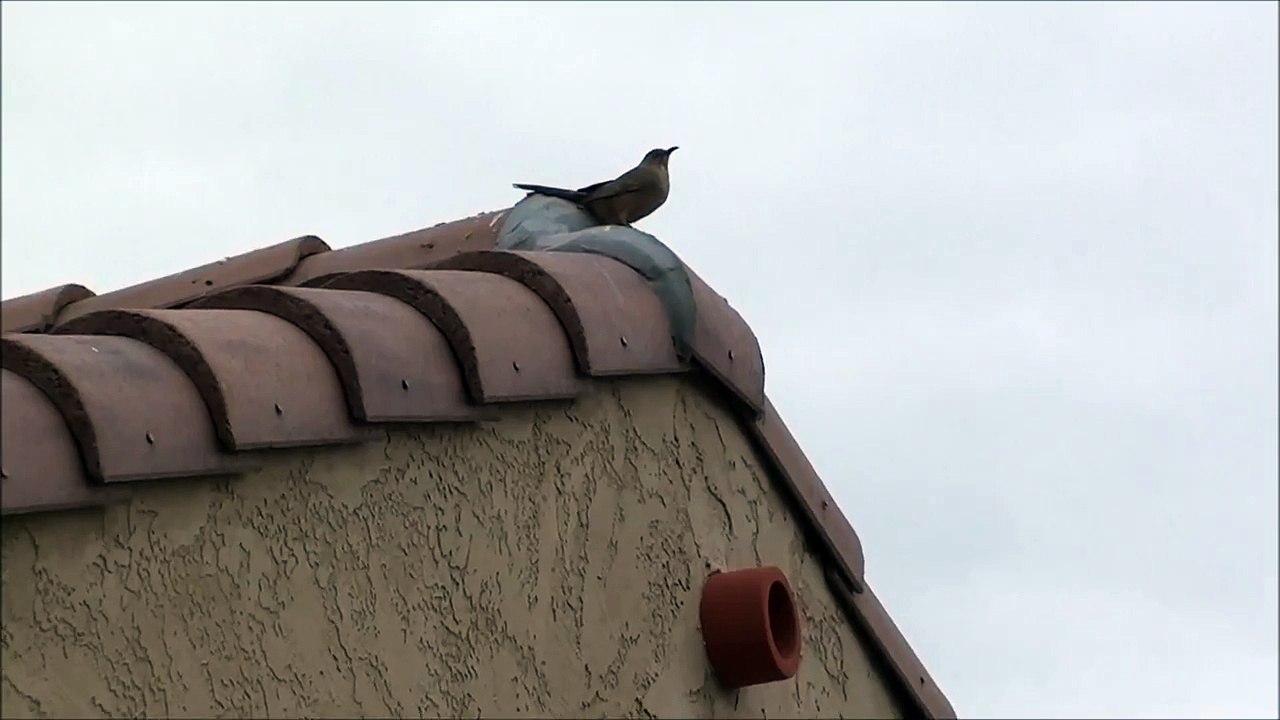 Wild Bird CLOSE UP in HD