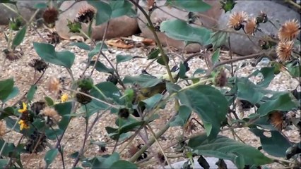 Yellow Bird Loves the Sunflowers in our Garden