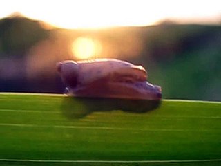 улитка Янтарка Обыкновенная Succinea putris