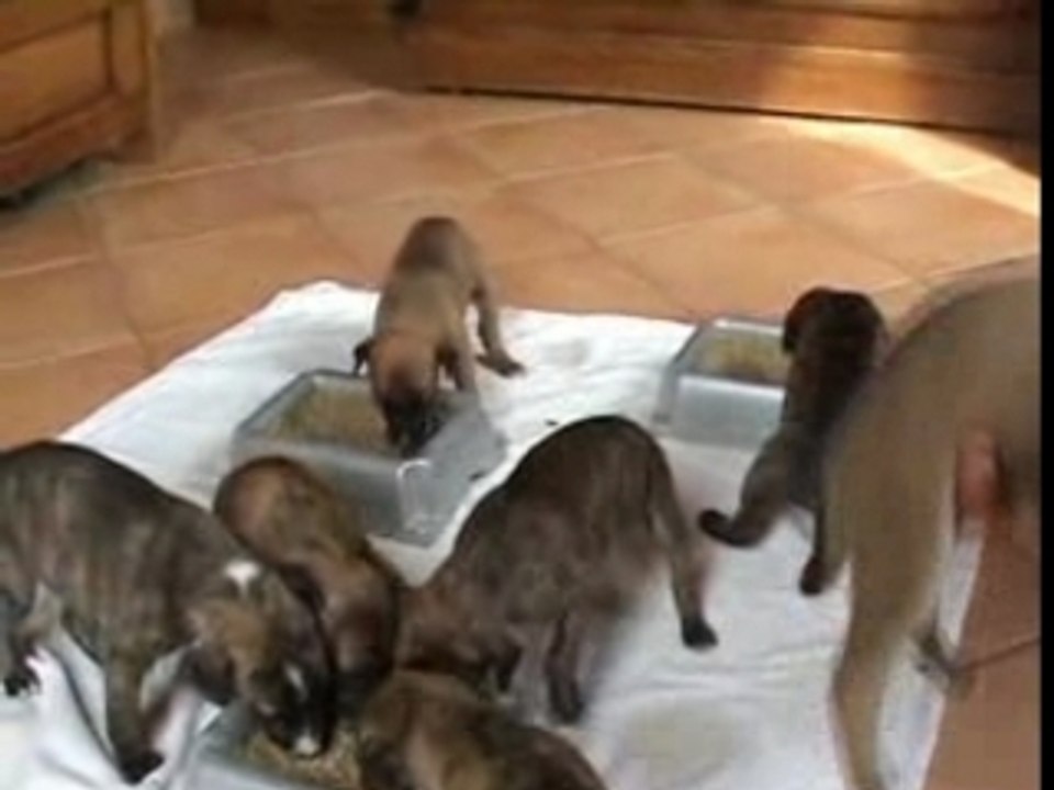Le repas