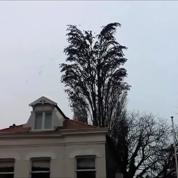 This tree isn't what it appears to be when the birds decide to fly away...