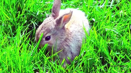 Милый зайчик Шнуфель на траве
