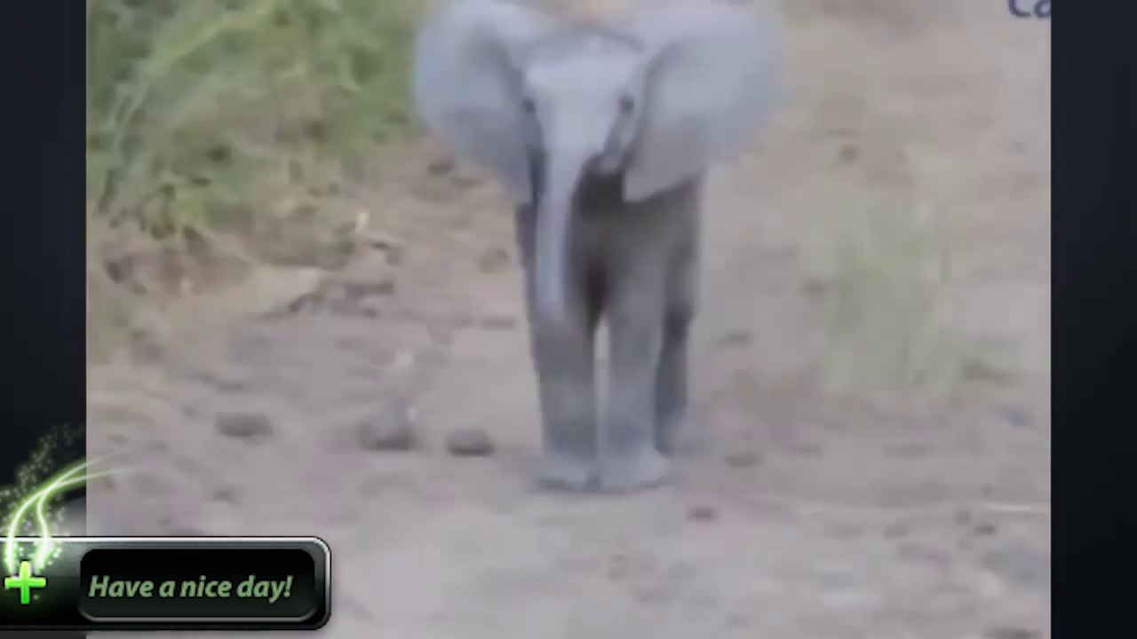 En komik şirin kedi ve bebek videoları. Kahkaha ve hayvan iyileşme sağlamak