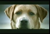 Banned Commercial - Funny Dog Suicide