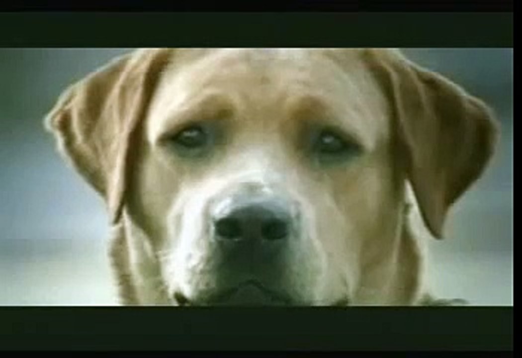 Banned Commercial - Funny Dog Suicide