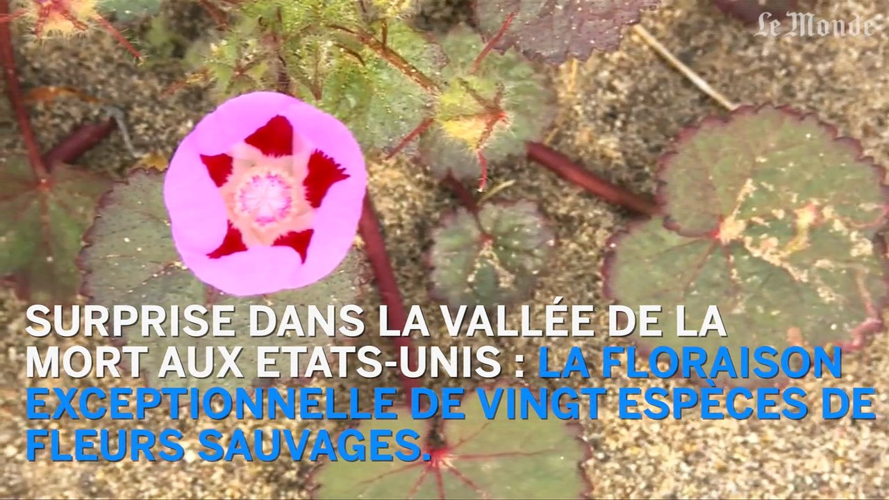 Floraison exceptionnelle dans la Vallée de la Mort