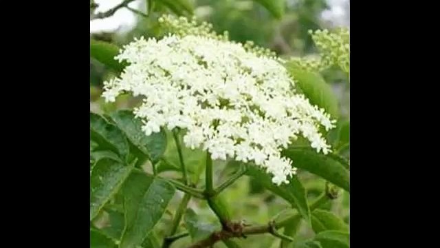 Маска с бузиной для сухой кожи