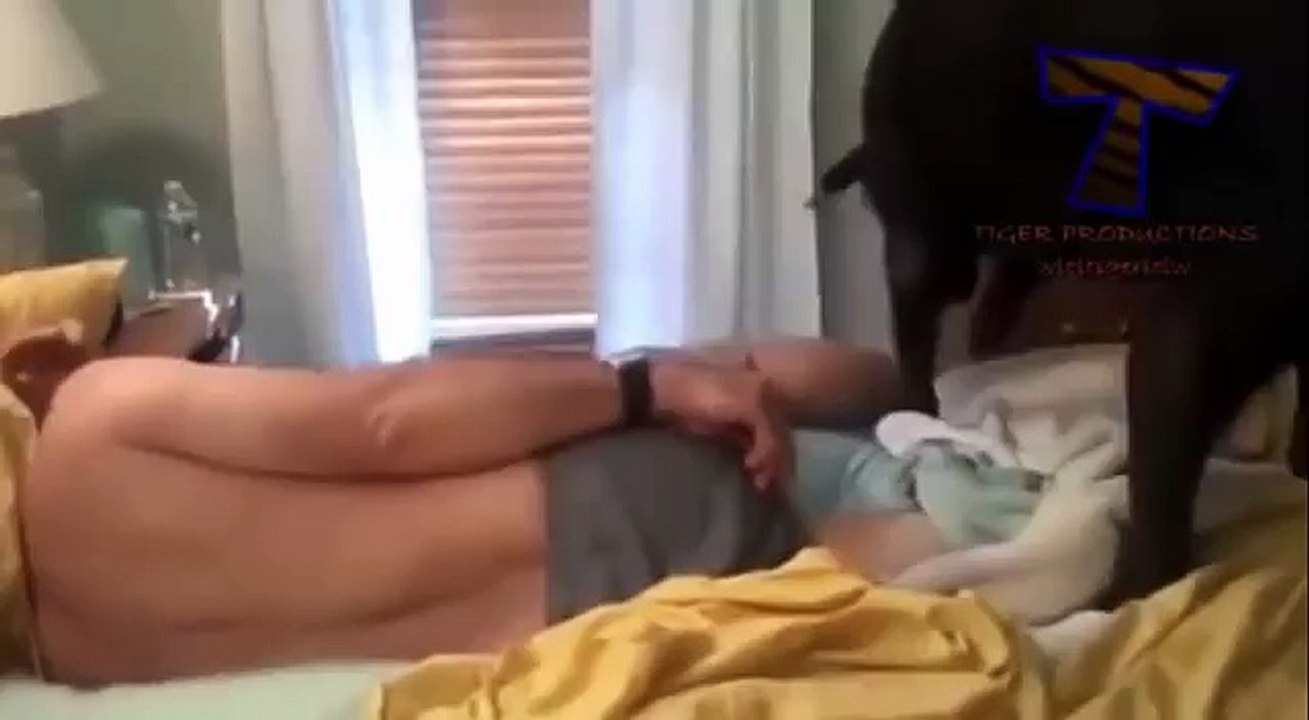 Cute dogs waking up owners Funny dog compilation NEW 2015
