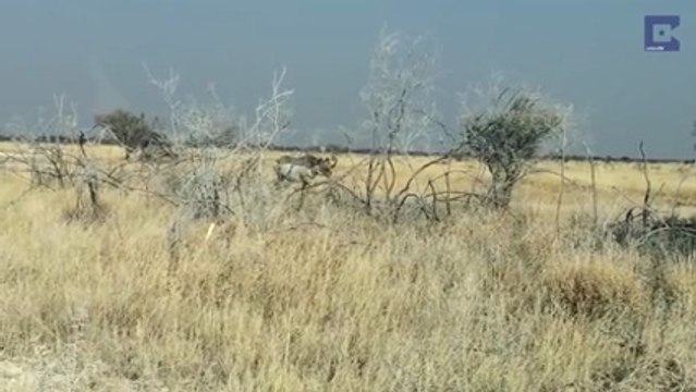 Un rhinocéros charge un 4x4 - Flippant
