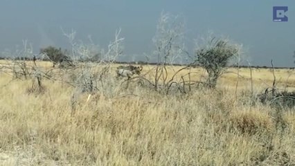 Un rhinocéros charge un 4x4 - Flippant