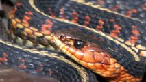 Australia's Deadliest Snakes - The Death Adder! - YouTube