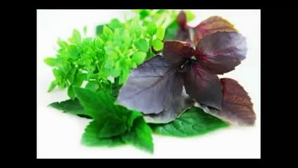 Базилик Магия эфирных масел