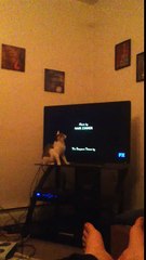 Cat and Simpsons credits