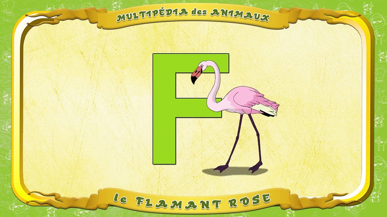 Multipédia des animaux. La lettre F le Flamant rose