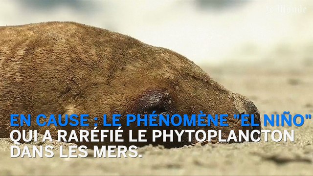 Des lions de mer meurent de faim au Chili