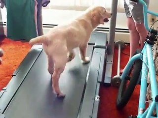 Funny Dog (Golden Retriever Puppy) on a Treadmill