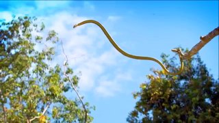 Real Flying Snakes! - YouTube