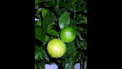 Бергамот Магия эфирных масел