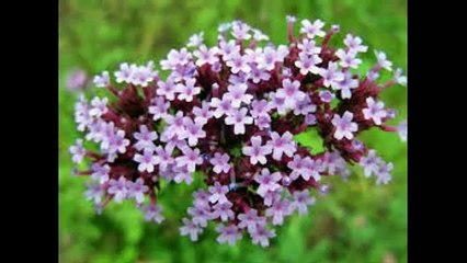 Вербена лимонная Магия эфирных масел