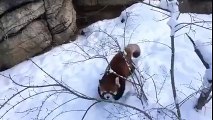 Red Panda Playing in the Snow -- Enjoy