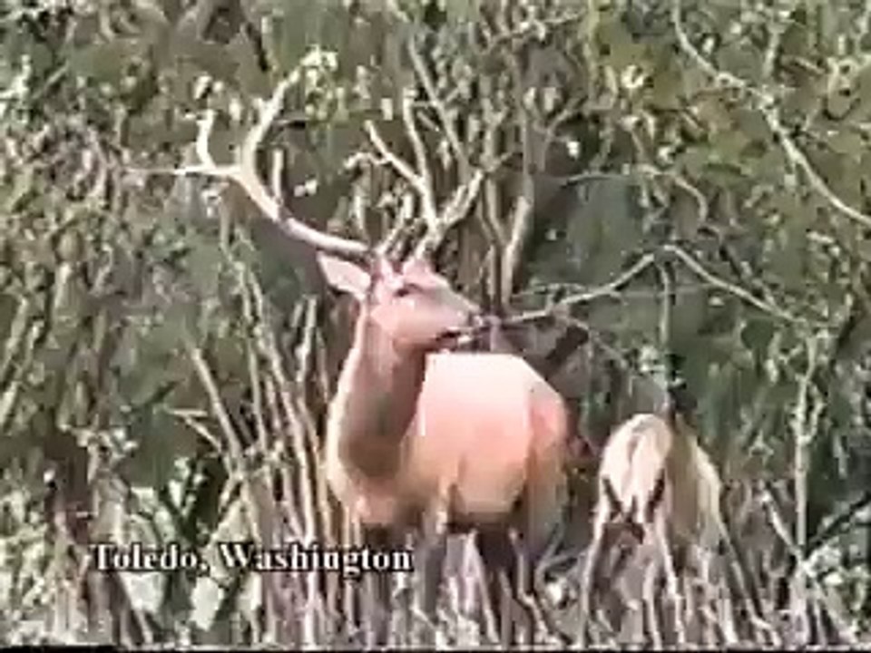 Deer vs the hunter -- interesting